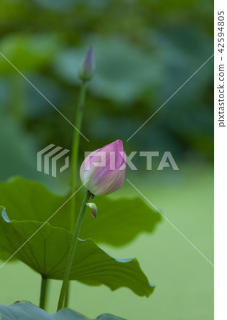 蓮花 42594805
