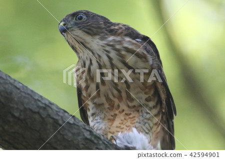 Tsumi's chick Tsumi's chick 42594901