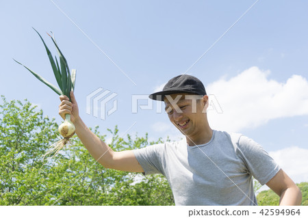 洋蔥的收穫 洋蔥的收穫 42594964