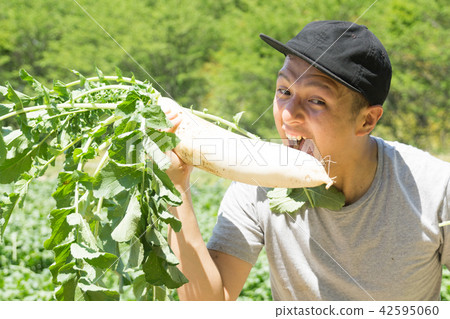 蘿蔔的收穫 蘿蔔的收穫 42595060