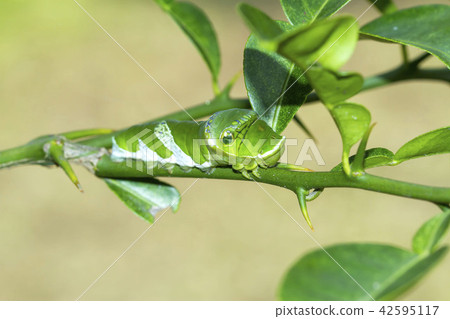 長崎甲蟲的幼蟲 42595117