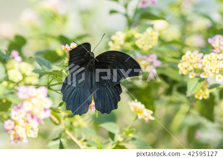 ゲゲ ゲゲ 42595127