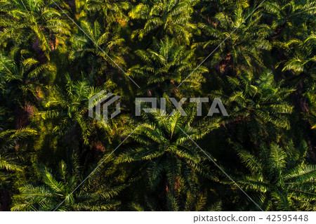 Aerial view of oil palm tree plantation field Aerial view of oil palm tree plantation field 42595448