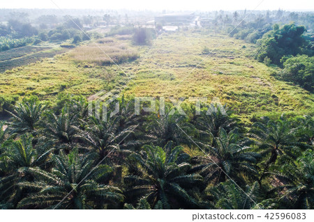 Aerial view of oil palm tree plantation field 42596083