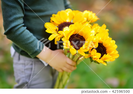 little boy holding bunch of sunflowers outdoors 42596500