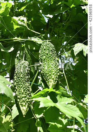 Tsurushi (goya) 42596958