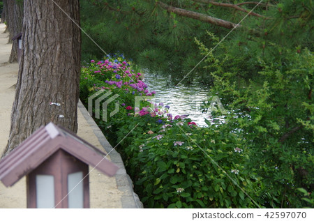 Horse's Hydrangea 42597070