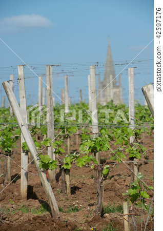 Vineyard at Sring near village of Saint-Emilion Vineyard at Sring near village of Saint-Emilion 42597176