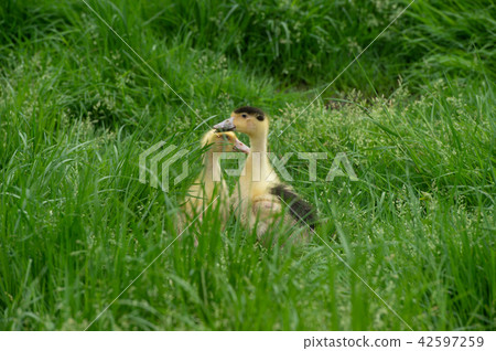 Group of young yellow ducks breeding in a near tall grass Group of young yellow ducks breeding in a near tall grass 42597259