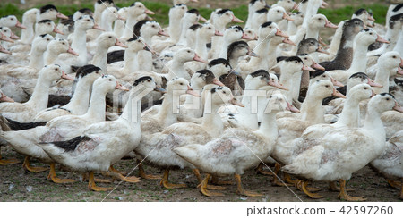 Group of white ducks breeding in a near tall grass in farm Group of white ducks breeding in a near tall grass in farm 42597260