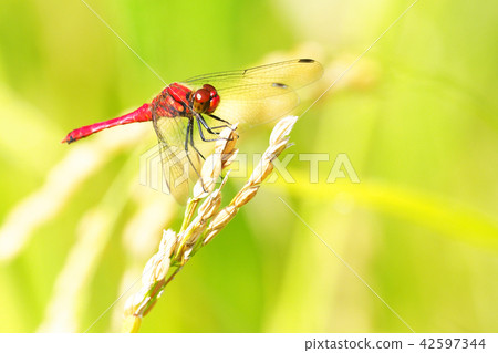 Natsuakane (male) and ear rice 42597344