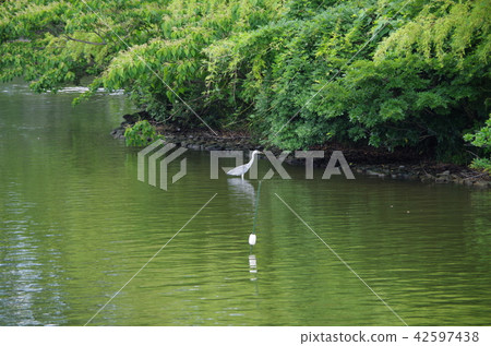 Cormorant of the moat 42597438