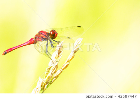 Natsuakane(男性)和耳朵米飯 Natsuakane(男性)和耳朵米飯 42597447