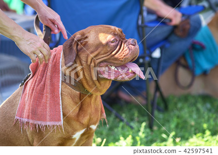 Neapolitana Mastino a huge dog with calm character 42597541