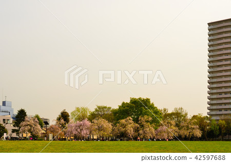 櫻花在公園裡 櫻花在公園裡 42597688