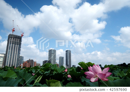 蓮花 蓮花 42597690