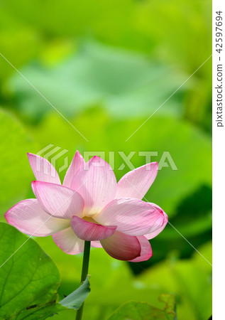 蓮花 蓮花 42597694