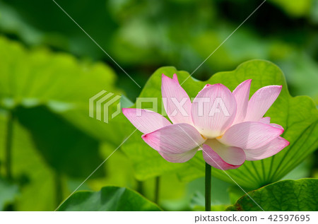 蓮花 42597695