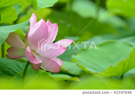 蓮花 蓮花 42597696