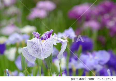 哈娜莎華 哈娜莎華 42597697