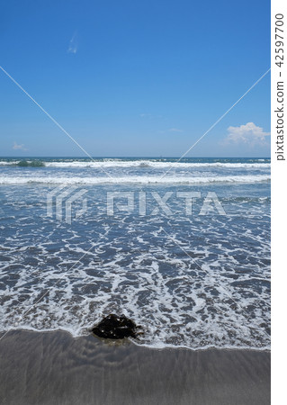 Coastal landscape · Timber Coast 42597700