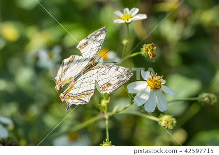一隻蝴蝶 42597715