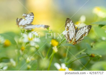 A butterfly A butterfly 42597717