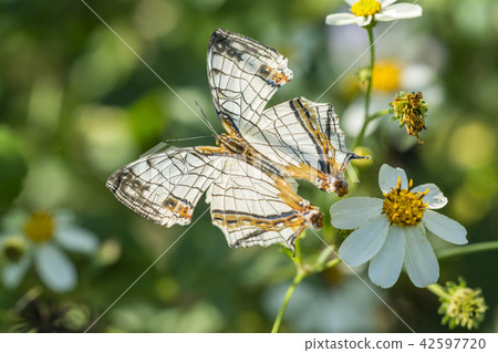 A butterfly A butterfly 42597720