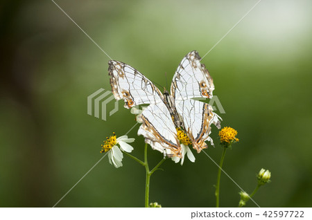 A butterfly A butterfly 42597722