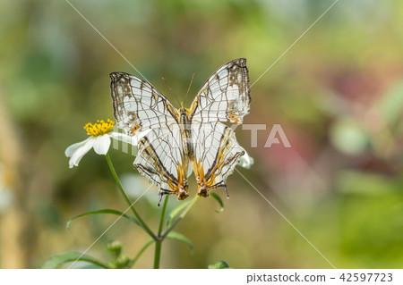 A butterfly 42597723