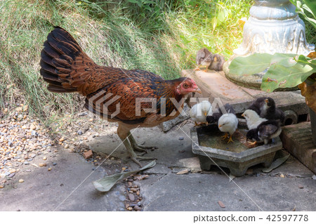 hen with baby chick in garden. hen with baby chick in garden. 42597778