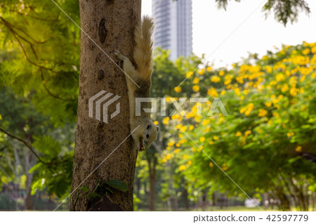 Squirrel on tree in Autumn park Squirrel on tree in Autumn park 42597779