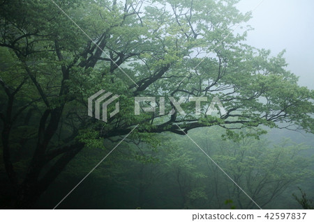Oyama fog's virgin forest 42597837