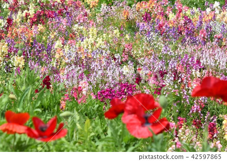 Flower field material Background Flower Festa Windmill Park Nagashima Town Izumi City Kagoshima Prefecture Flower field material Background Flower Festa Windmill Park Nagashima Town Izumi City Kagoshima Prefecture 42597865