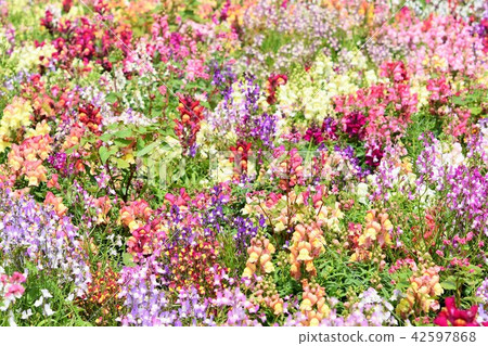 Flower field material Background Flower Festa Windmill Park Nagashima Town Izumi City Kagoshima Prefecture Flower field material Background Flower Festa Windmill Park Nagashima Town Izumi City Kagoshima Prefecture 42597868