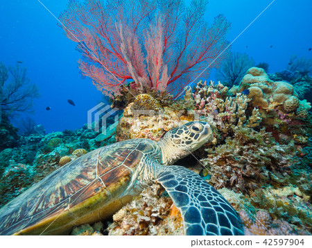 Sea turtle Sea turtle 42597904