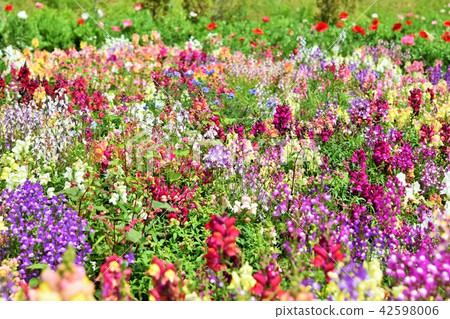 Flower field material Background Flower Festa Windmill Park Nagashima Town Izumi City Kagoshima Prefecture Flower field material Background Flower Festa Windmill Park Nagashima Town Izumi City Kagoshima Prefecture 42598006