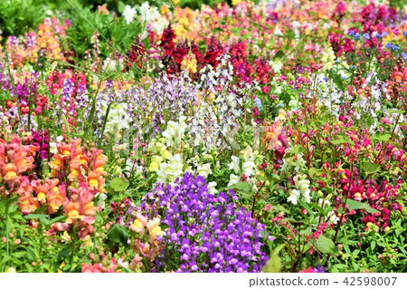 花田素材 背景花節 風車公園 長島町 和泉市 鹿兒島縣 42598007