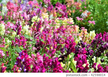Flower field material Background Flower Festa Windmill Park Nagashima Town Izumi City Kagoshima Prefecture 42598014