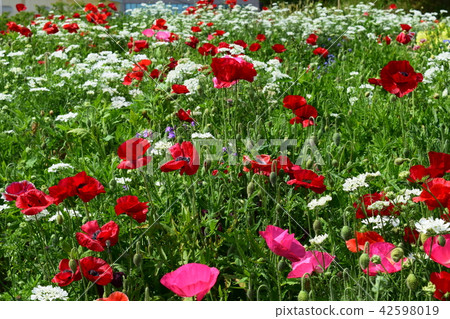 Flower field material Background Flower Festa Windmill Park Nagashima Town Izumi City Kagoshima Prefecture Flower field material Background Flower Festa Windmill Park Nagashima Town Izumi City Kagoshima Prefecture 42598019