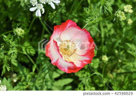 Flower field material Background Flower Festa Windmill Park Nagashima Town Izumi City Kagoshima Prefecture Flower field material Background Flower Festa Windmill Park Nagashima Town Izumi City Kagoshima Prefecture 42598029