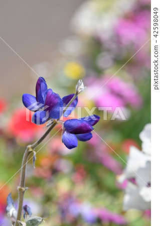 花田素材 背景花節 風車公園 長島町 和泉市 鹿兒島縣 42598049
