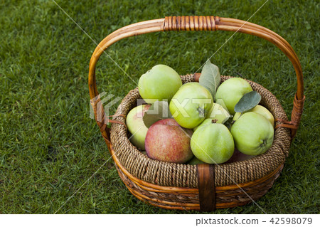 green apple summer garden green apple summer garden 42598079