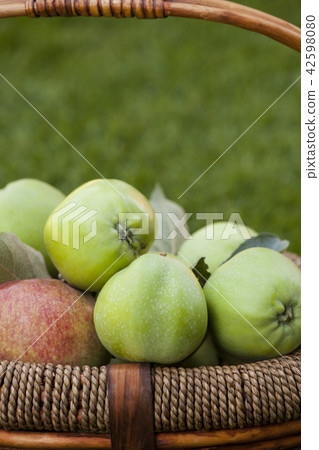 green apple summer garden 42598080
