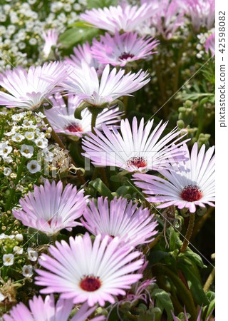 Flower field material Background Flower Festa Windmill Park Nagashima Town Izumi City Kagoshima Prefecture Flower field material Background Flower Festa Windmill Park Nagashima Town Izumi City Kagoshima Prefecture 42598082
