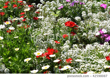 Flower field material Background Flower Festa Windmill Park Nagashima Town Izumi City Kagoshima Prefecture 42598087