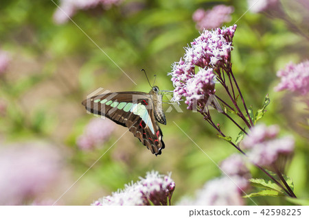 常見的青蠅 42598225