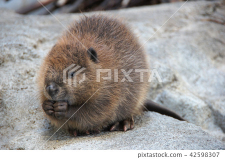 American beaver's baby's rice 42598307