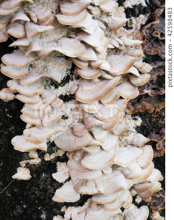 鯨魚蘑菇Trametes orientalis 鯨魚蘑菇Trametes orientalis 42598483