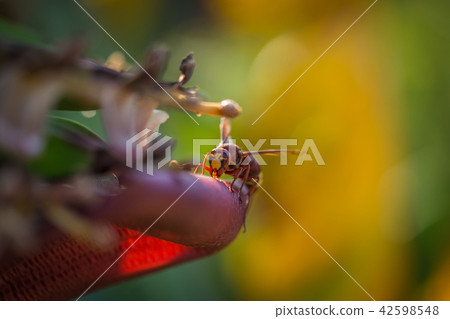 Hornet on a banana tree 42598548